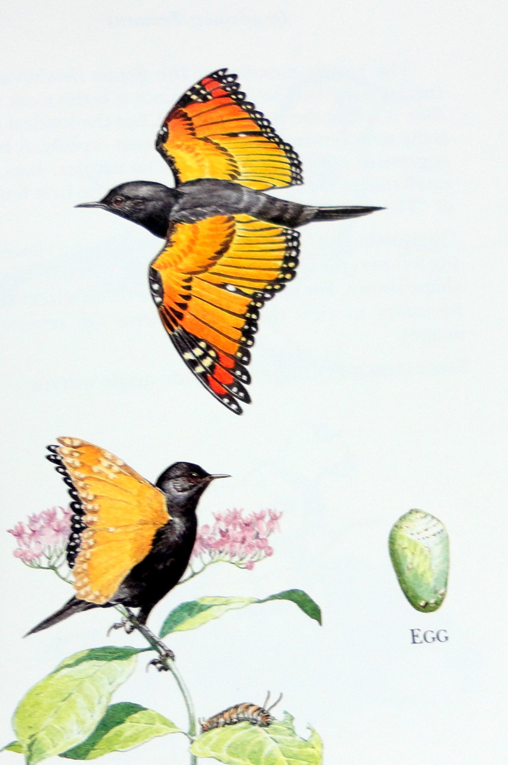 A Field Guide to Little-Known and Seldom-Seen Birds of North America