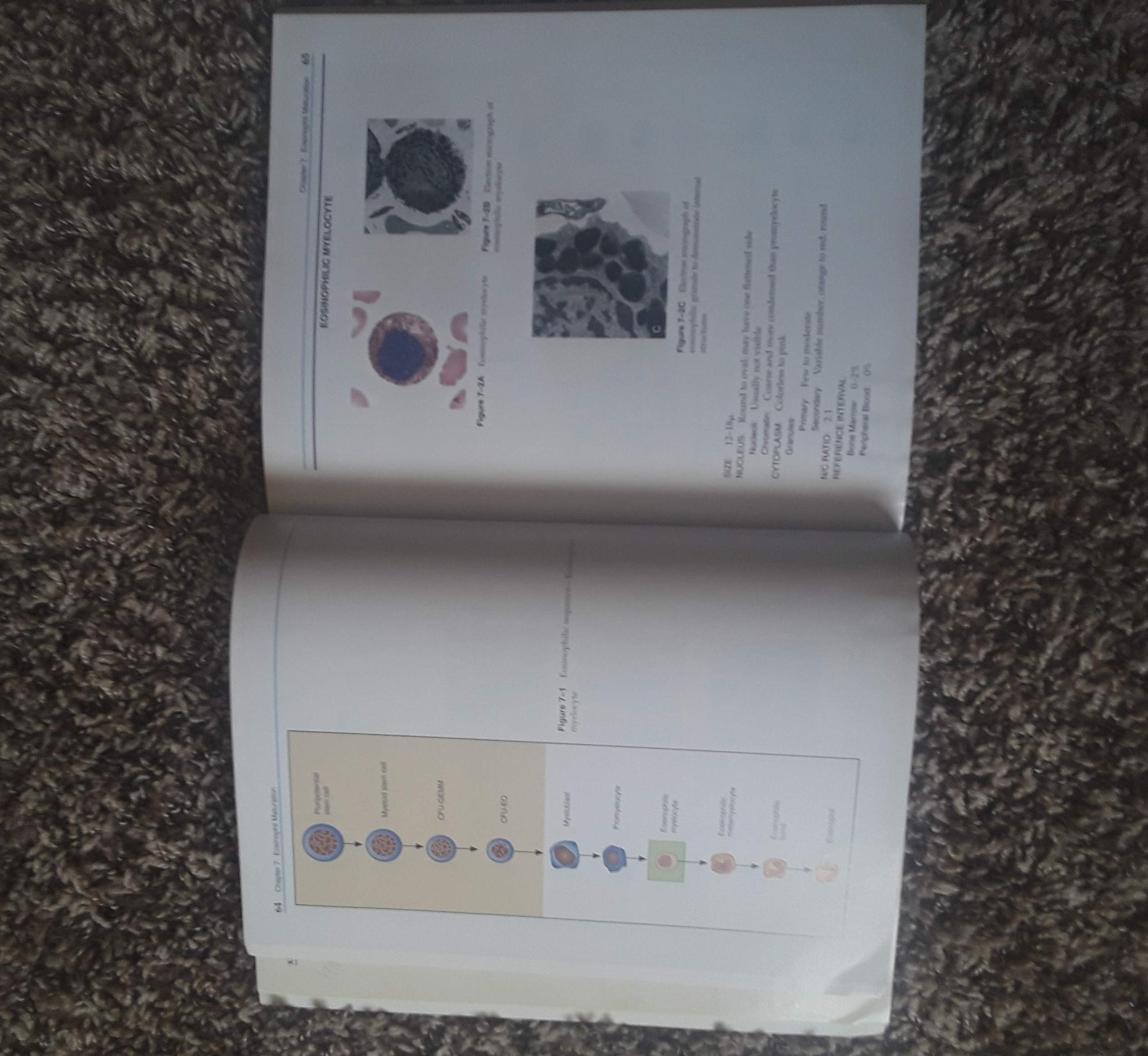 Clinical Hematology Atlas