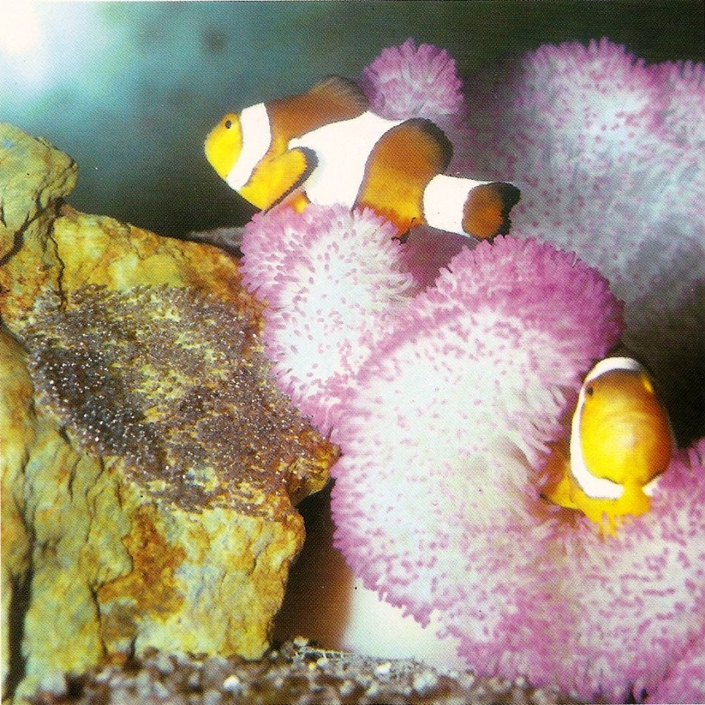 The Marine Aquarium Handbook: Beginner to Breeder