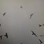 Jonathan Livingston Seagull