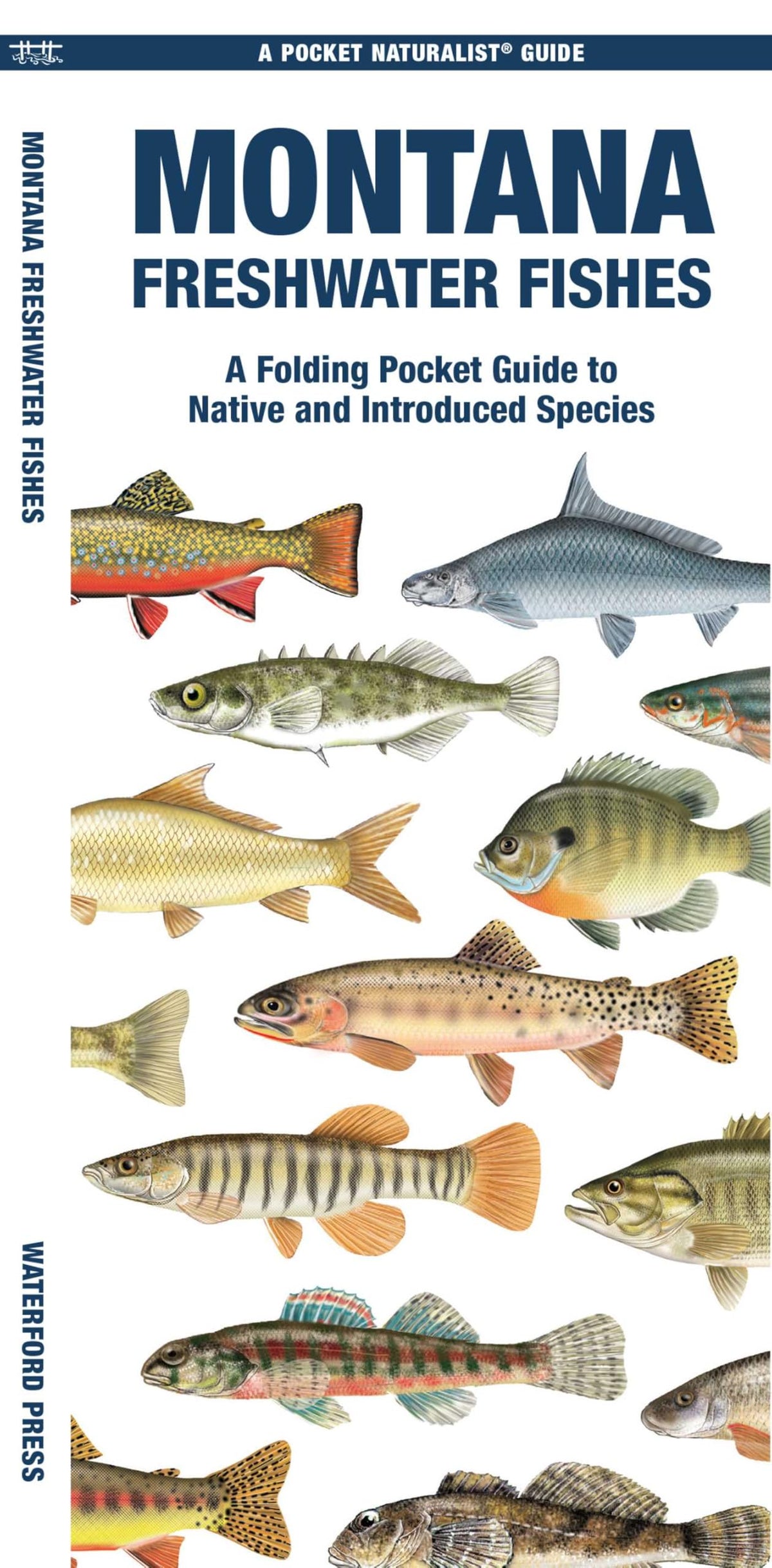 Montana Freshwater Fishes: A Folding Pocket Guide to Native and Introduced Species (Nature Observation North America)