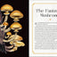 Mystical Mushrooms: Discover the Magic & Folklore of Fantastic Fungi