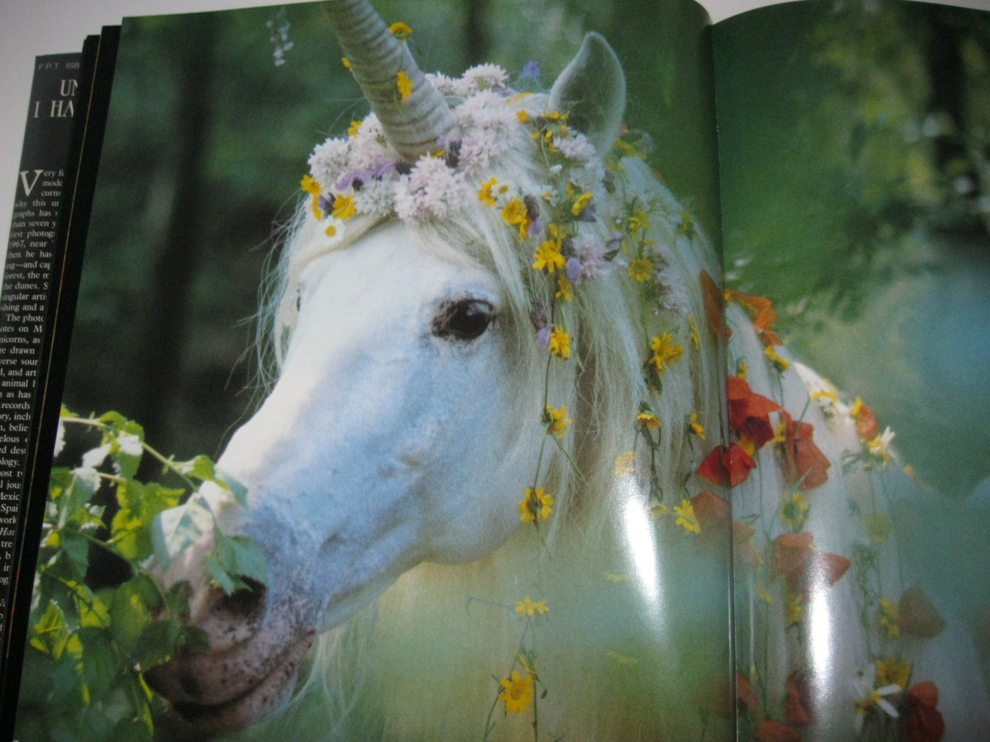 Unicorns I Have Known by Vavra, Robert