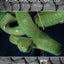Venomous Snakes of the World