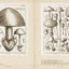 Mushroom Botanical Art