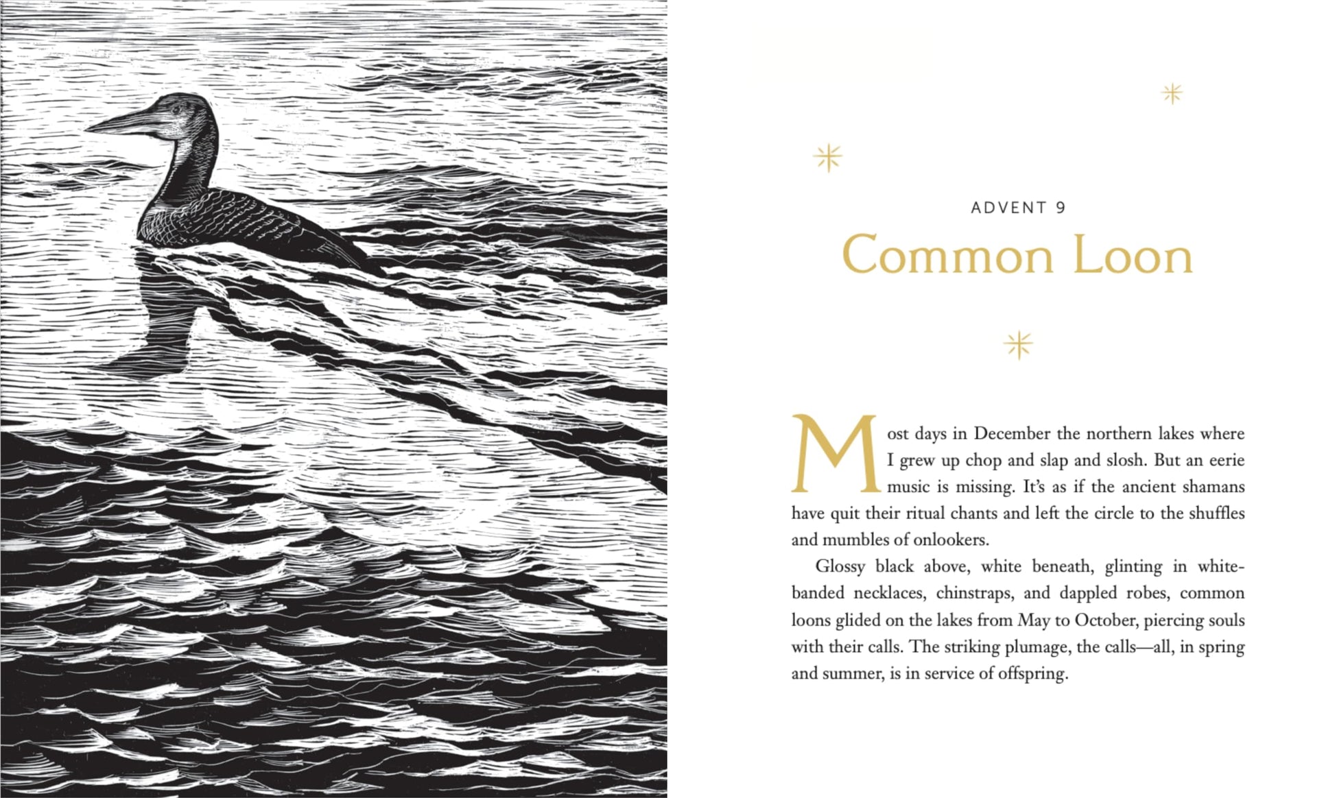 All Creation Waits - Gift Edition: The Advent Mystery of New Beginnings (An illustrated Advent devotional with 25 woodcut animal portraits)