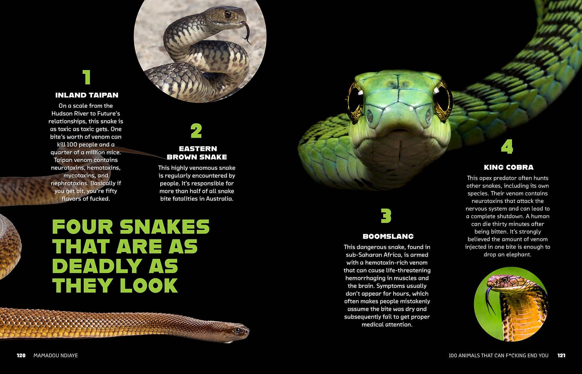 100 Animals That Can F*cking End You