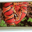 Corn Snakes in Captivity (Professional Breeders Series)