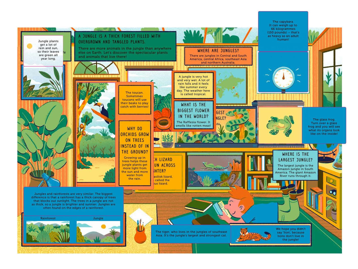 Life on Earth: Jungle: With 100 Questions and 70 Lift-flaps!