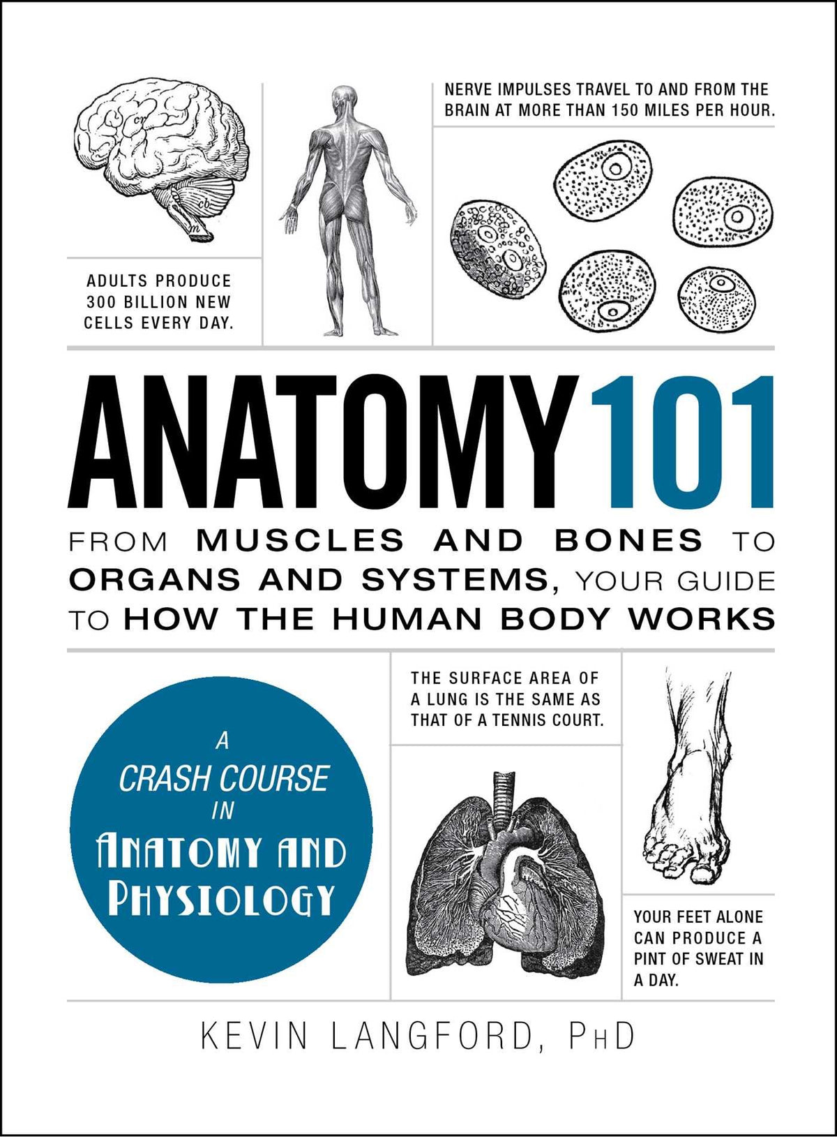 Anatomy 101: From Muscles and Bones to Organs and Systems, Your Guide to How the Human Body Works (Adams 101 Series)