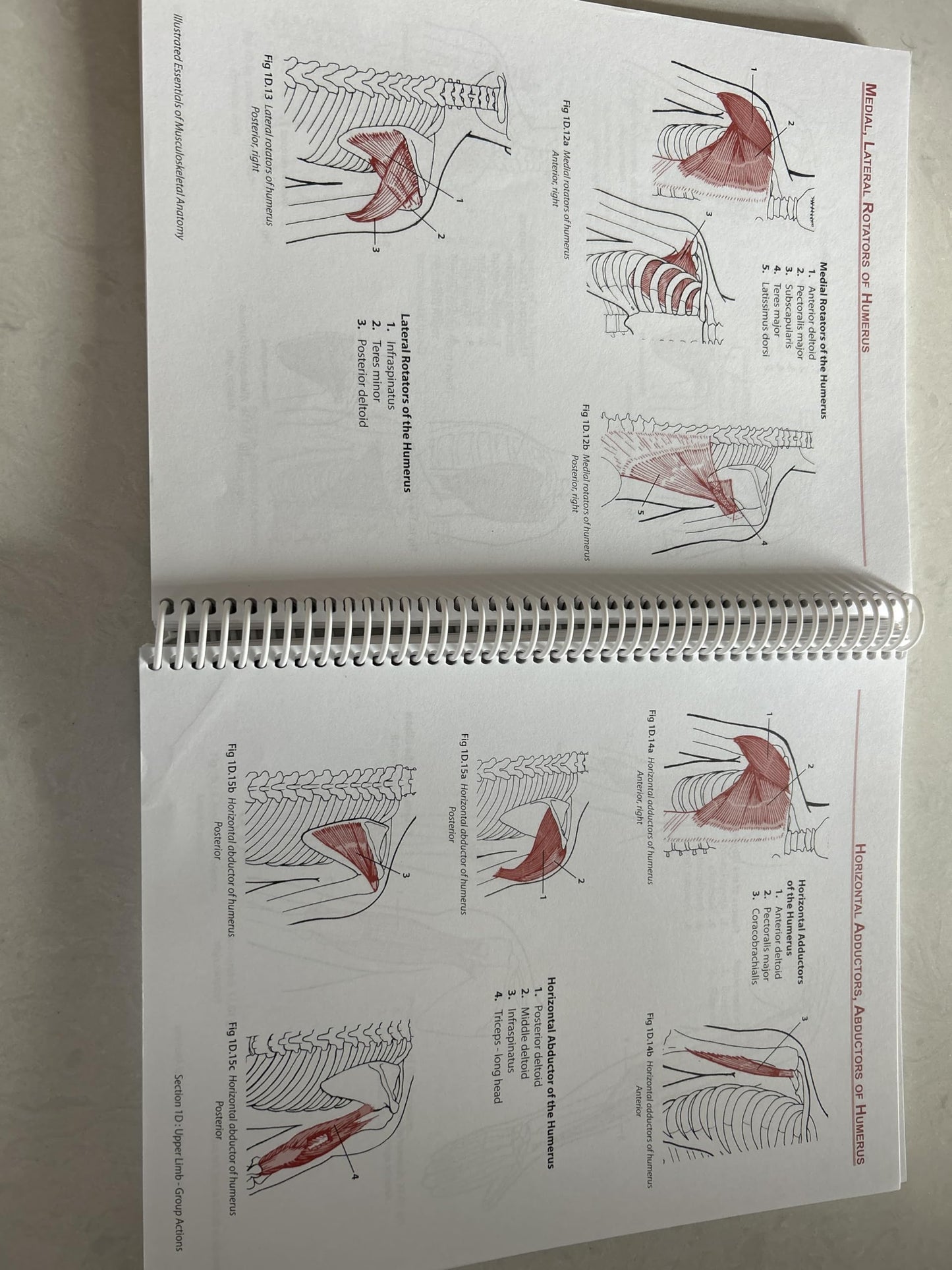 Illustated Essentials of Musculoskeletal Anatomy