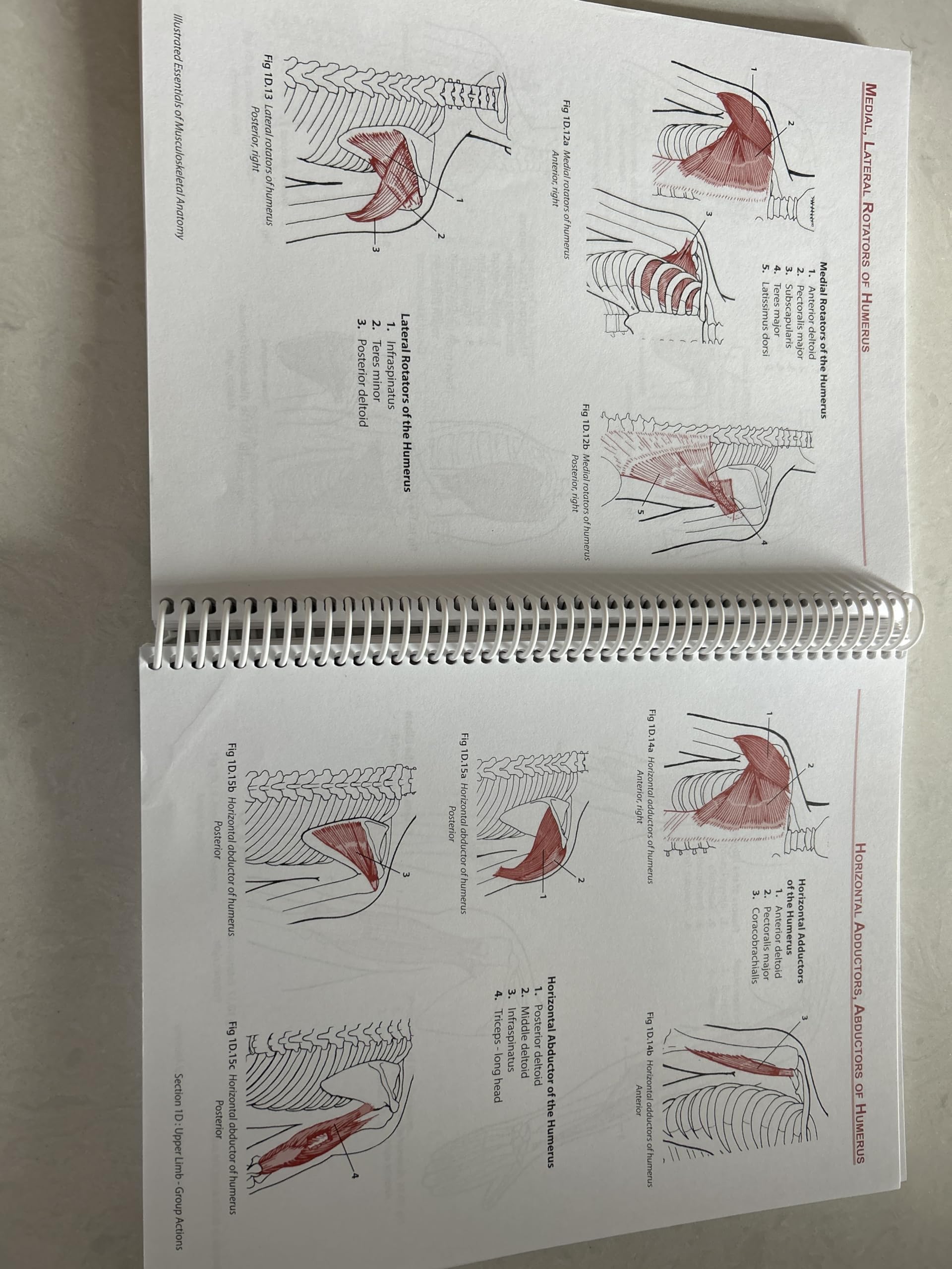 Illustated Essentials of Musculoskeletal Anatomy