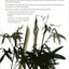 The I Ching Plain and Simple - A Guide to Working with the O