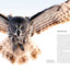 Owls: A Guide to Every Species in the World