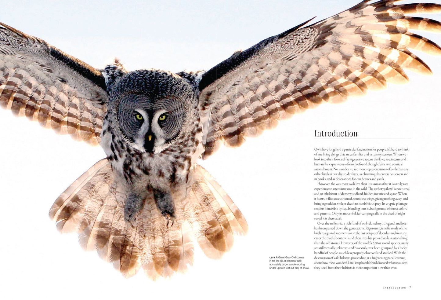 Owls: A Guide to Every Species in the World