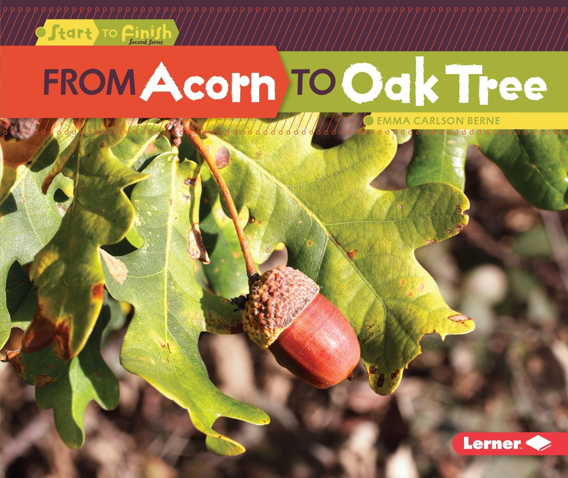 From Acorn to Oak Tree (Start to Finish, Second Series)