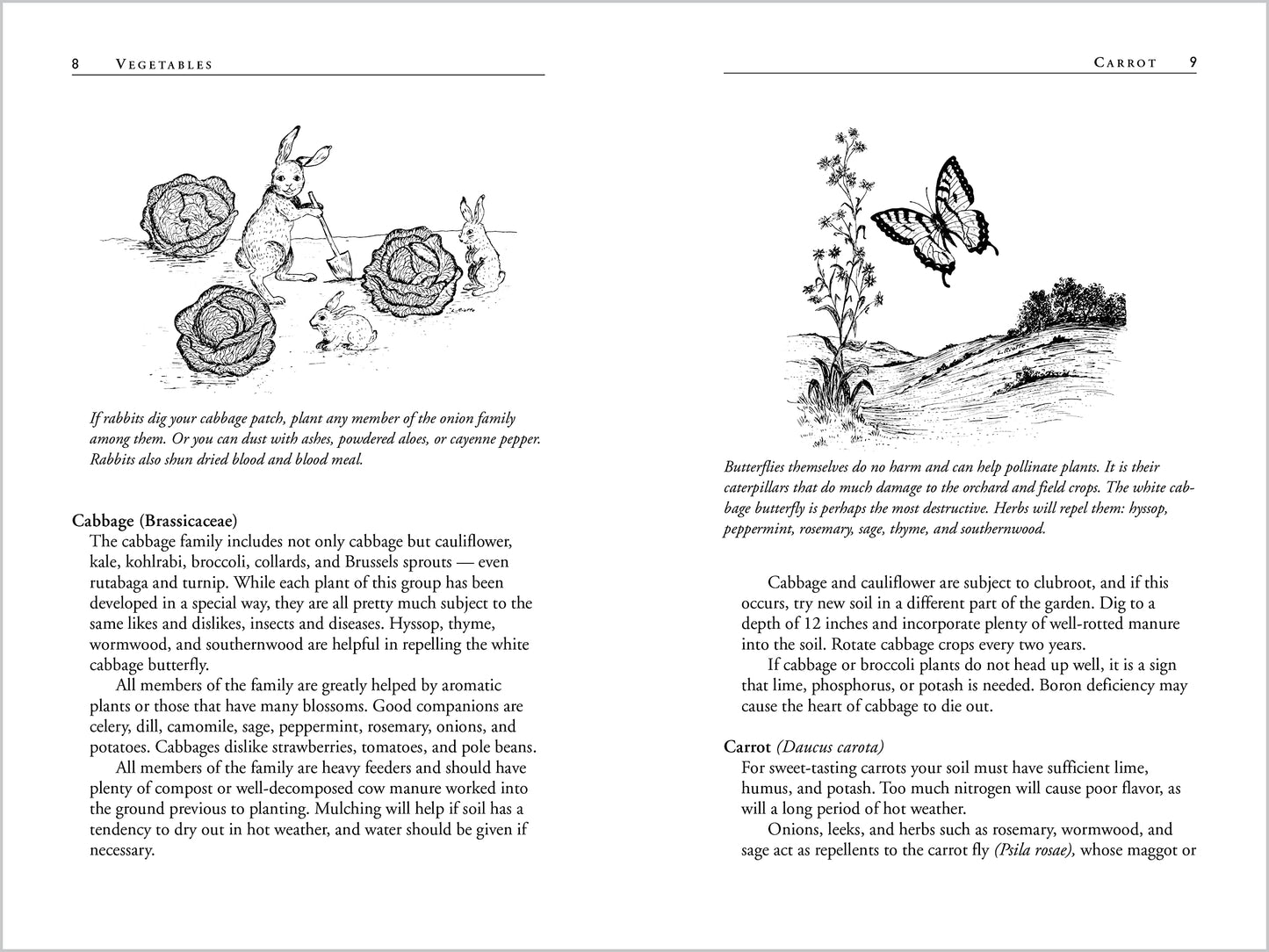 Carrots Love Tomatoes: Secrets of Companion Planting for Successful Gardening