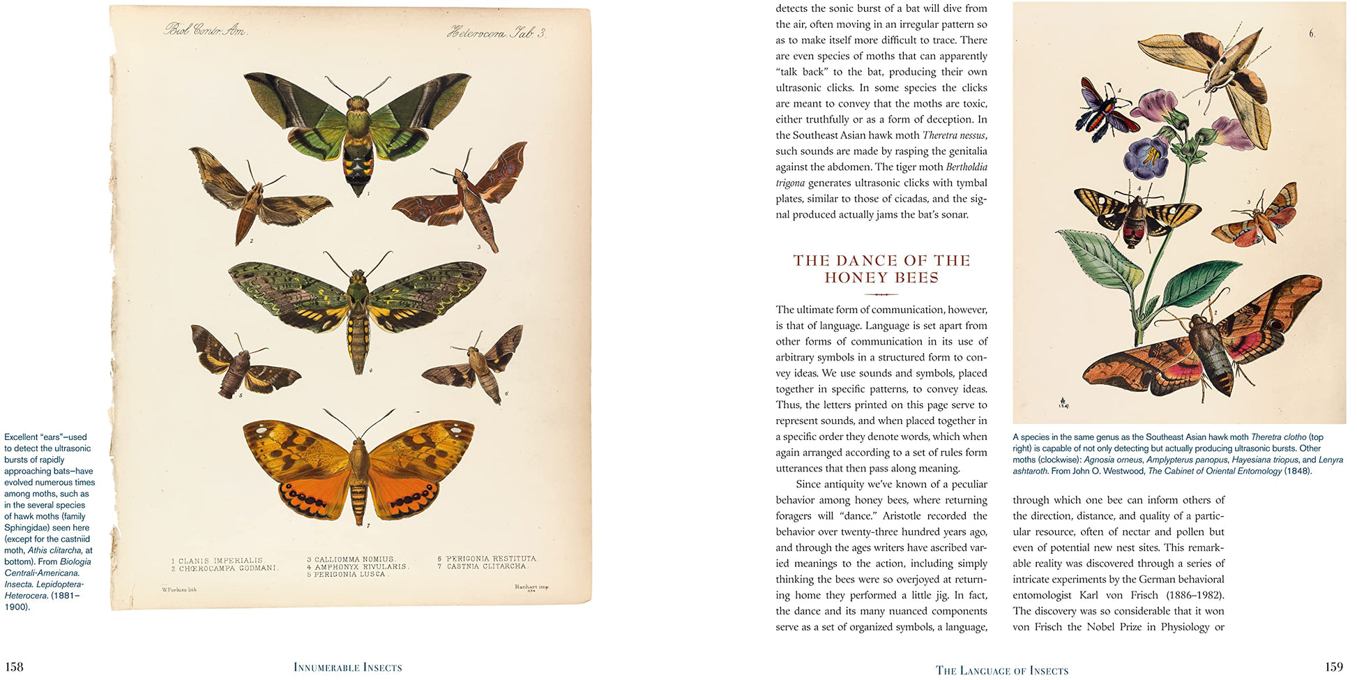 Innumerable Insects: The Story of the Most Diverse and Myriad Animals on Earth (Natural Histories)