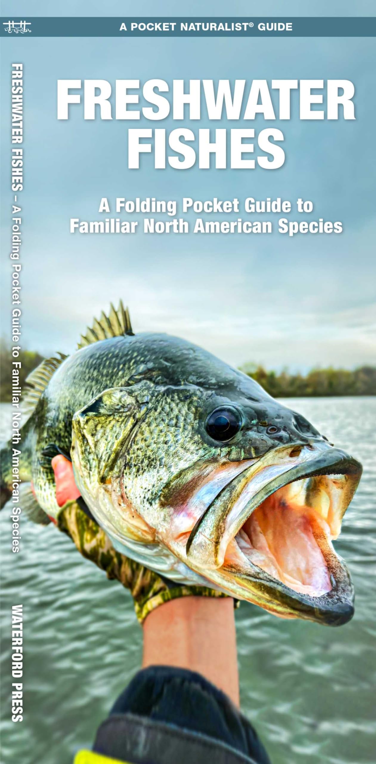 Freshwater Fishes: A Folding Pocket Guide to Familiar North American Species (Nature Observation North America)