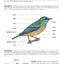 The Birds of Costa Rica: A Field Guide (Zona Tropical Publications)