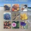 Florida's Living Beaches: A Guide for the Curious Beachcomber