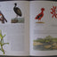 Margaret Mee In Search of Flowers of the Amazon Forests: Diaries of an English Artist Reveal the Beauty of the Vanishing Rainforest