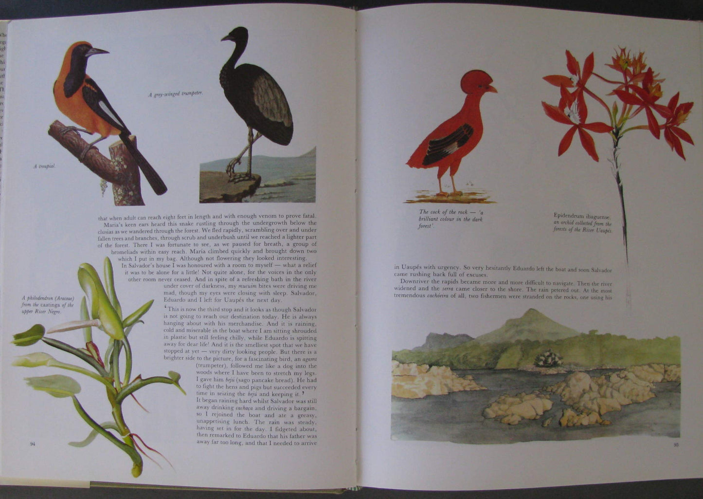 Margaret Mee In Search of Flowers of the Amazon Forests: Diaries of an English Artist Reveal the Beauty of the Vanishing Rainforest