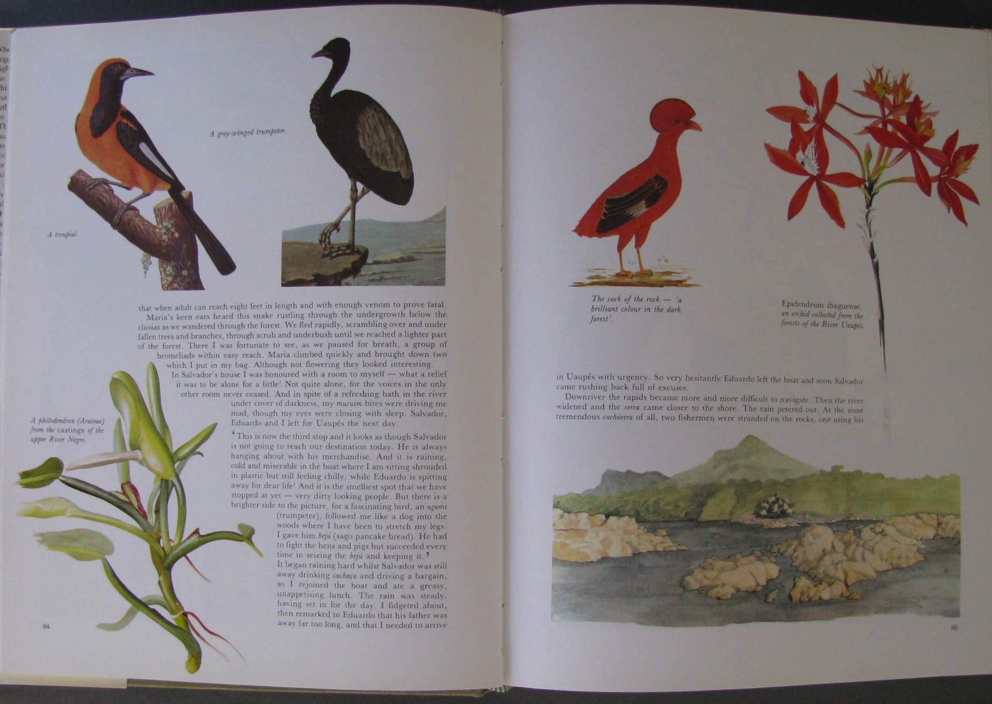 Margaret Mee In Search of Flowers of the Amazon Forests: Diaries of an English Artist Reveal the Beauty of the Vanishing Rainforest