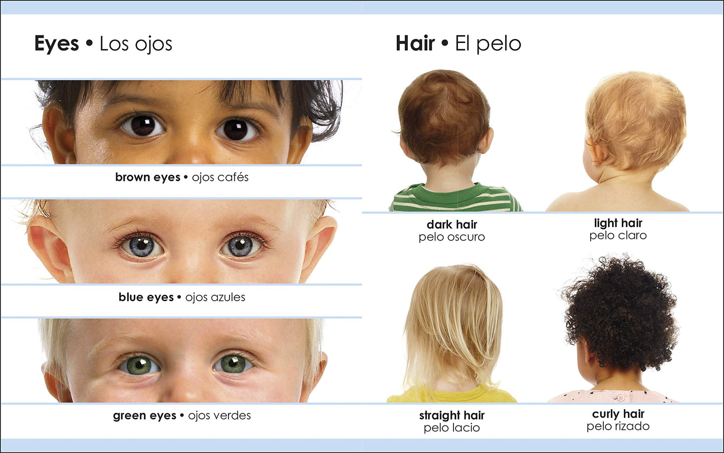 My First Bilingual Body (My First Board Books)