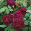 David Austin's English Roses