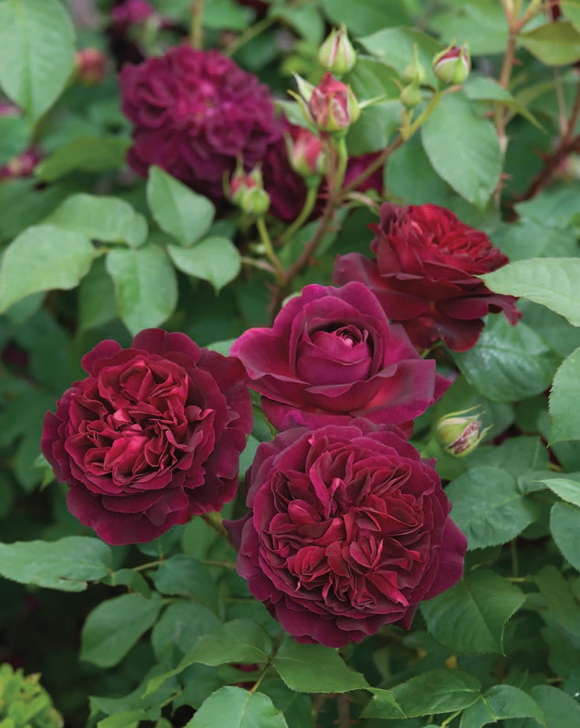 David Austin's English Roses