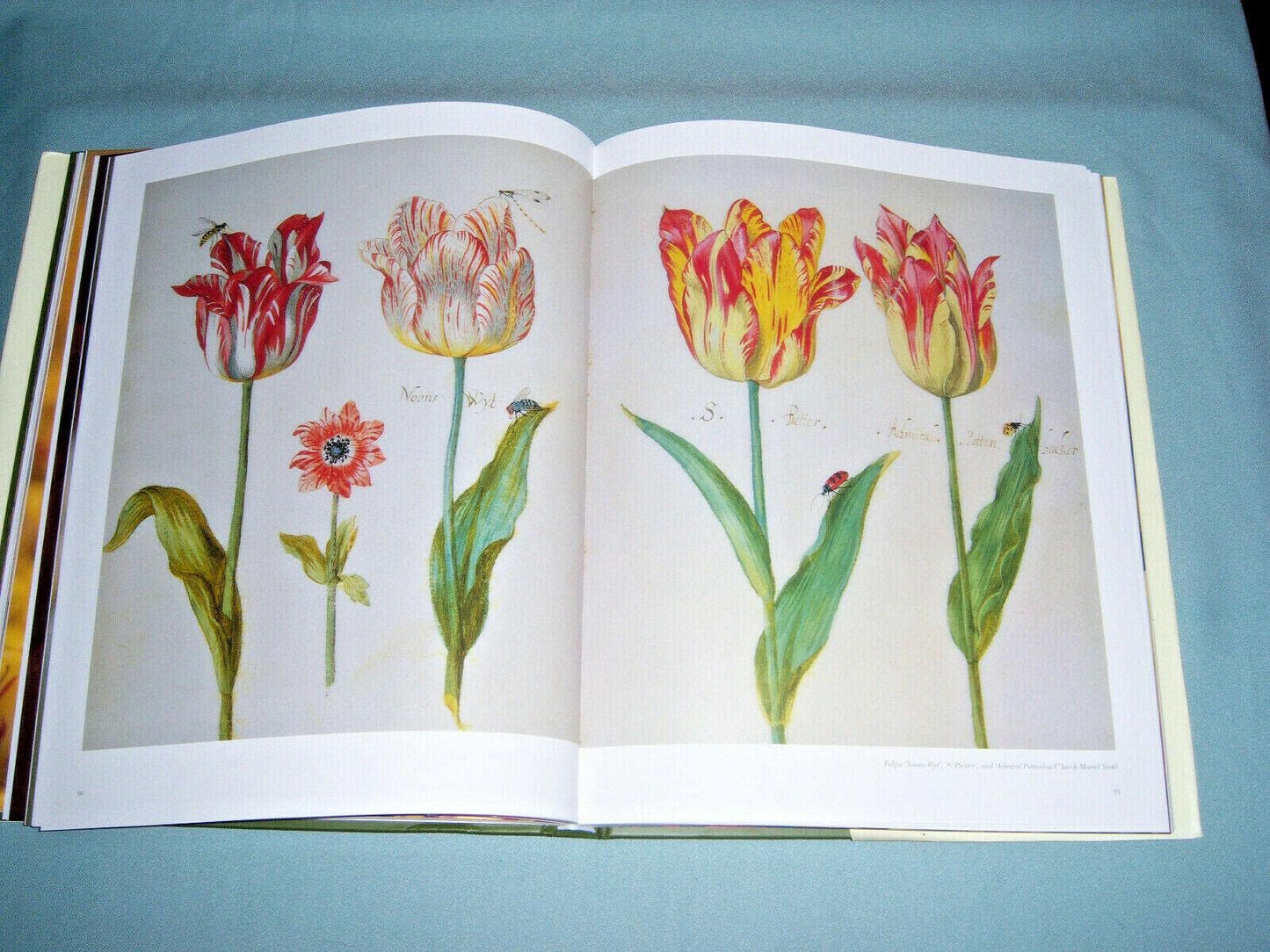 The Tulip Anthology