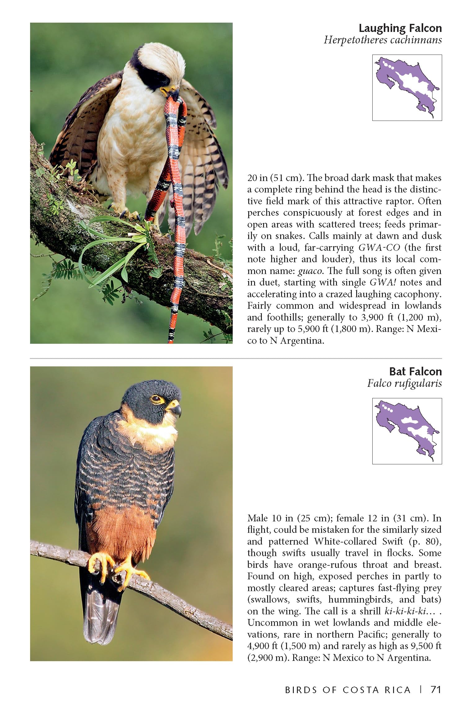 Photo Guide to Birds of Costa Rica (Zona Tropical Publications)