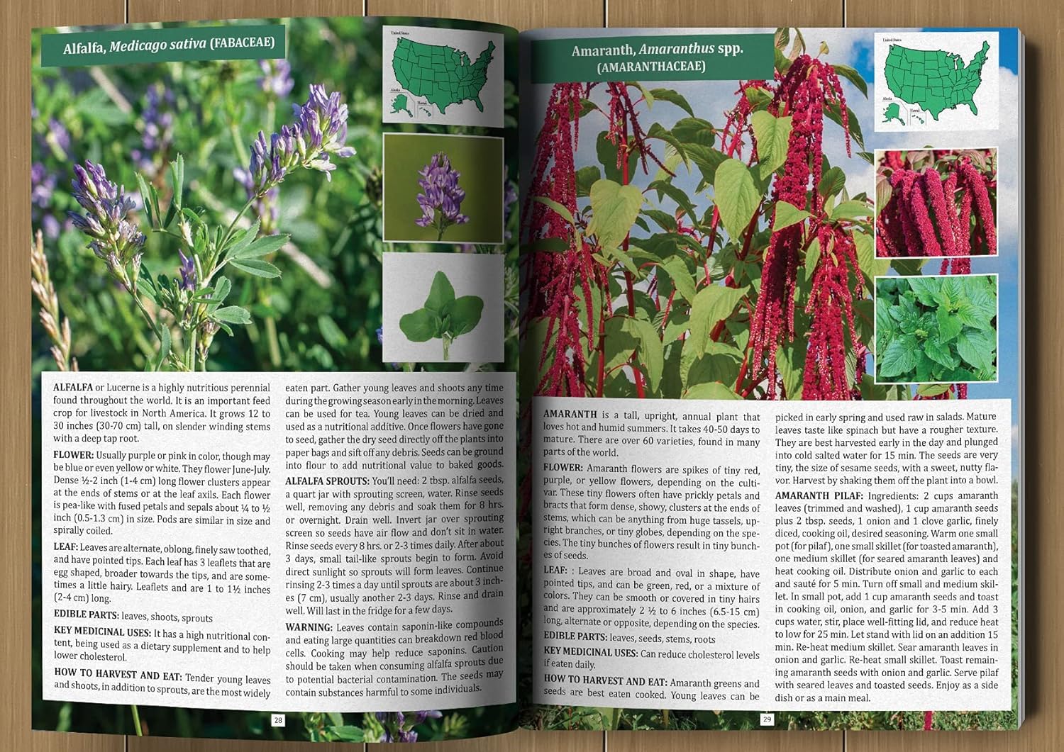 The Foragers Guide to Wild Foods