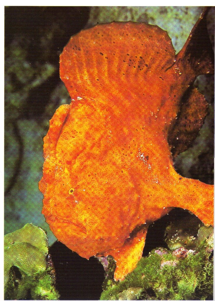 Encyclopedia of Fishes, Second Edition (Natural World)