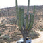 Roadside Geology and Biology of Baja California, 2nd Ed.