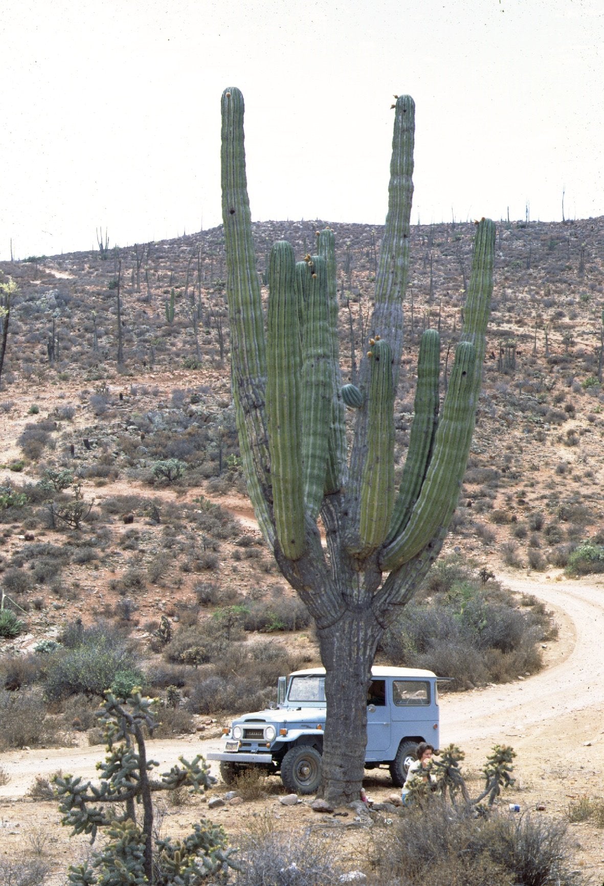 Roadside Geology and Biology of Baja California, 2nd Ed.