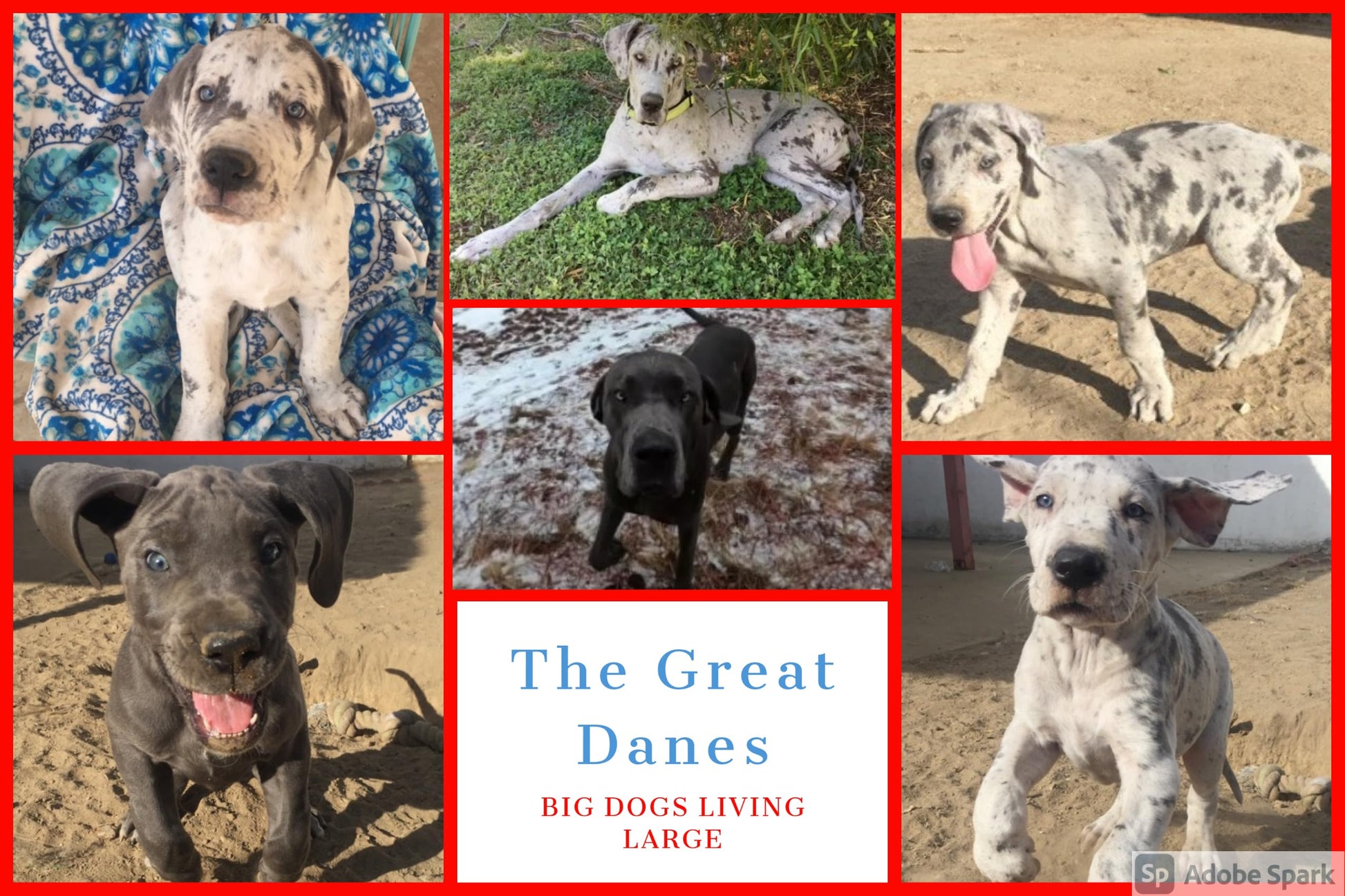 THE GREAT DANES Big Safari Adventure?Children's Animal Book?Humorous Family Children's Book About Adventure & Travel?Celebration of Life & Friendship?Ideal for Babies, Toddlers, and Children up to Age 8
