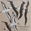 Seabirds: An Identification Guide by Harrison, Peter