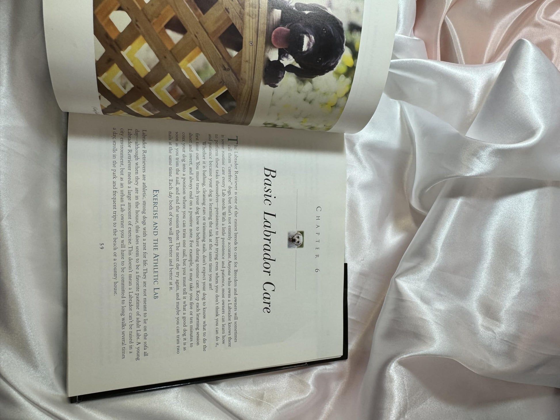 The Labrador Retriever: The Dog That Does It All