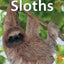 Sloths (Elementary Explorers)