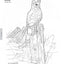 Pyrography Patterns: Basic Techniques and 30 Wildlife Designs for Woodburning (Fox Chapel Publishing) Large, Ready-to-Use Patterns, Both Line and Tonal, plus Tips & Advice from Artist Sue Walters