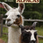 Llamas and Alpacas: Keeping a Small-Scale Camelid Herd