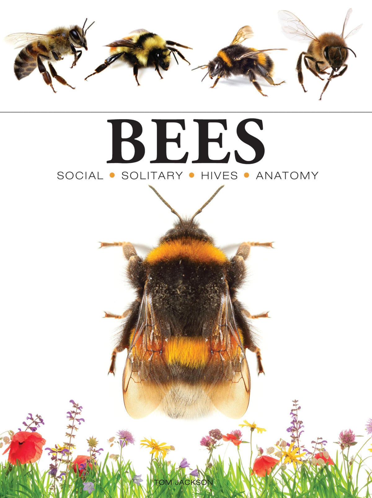 Bees (Mini Encyclopedia)