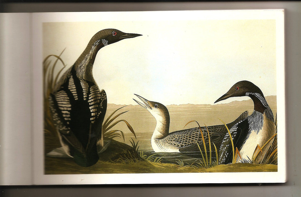 Audubon Postcards