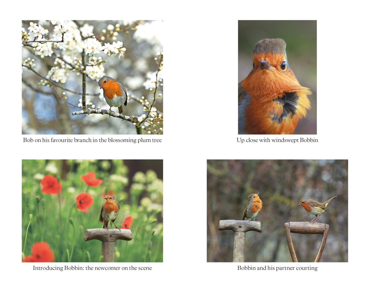 Bob the Robin: A love letter to Britains favourite bird
