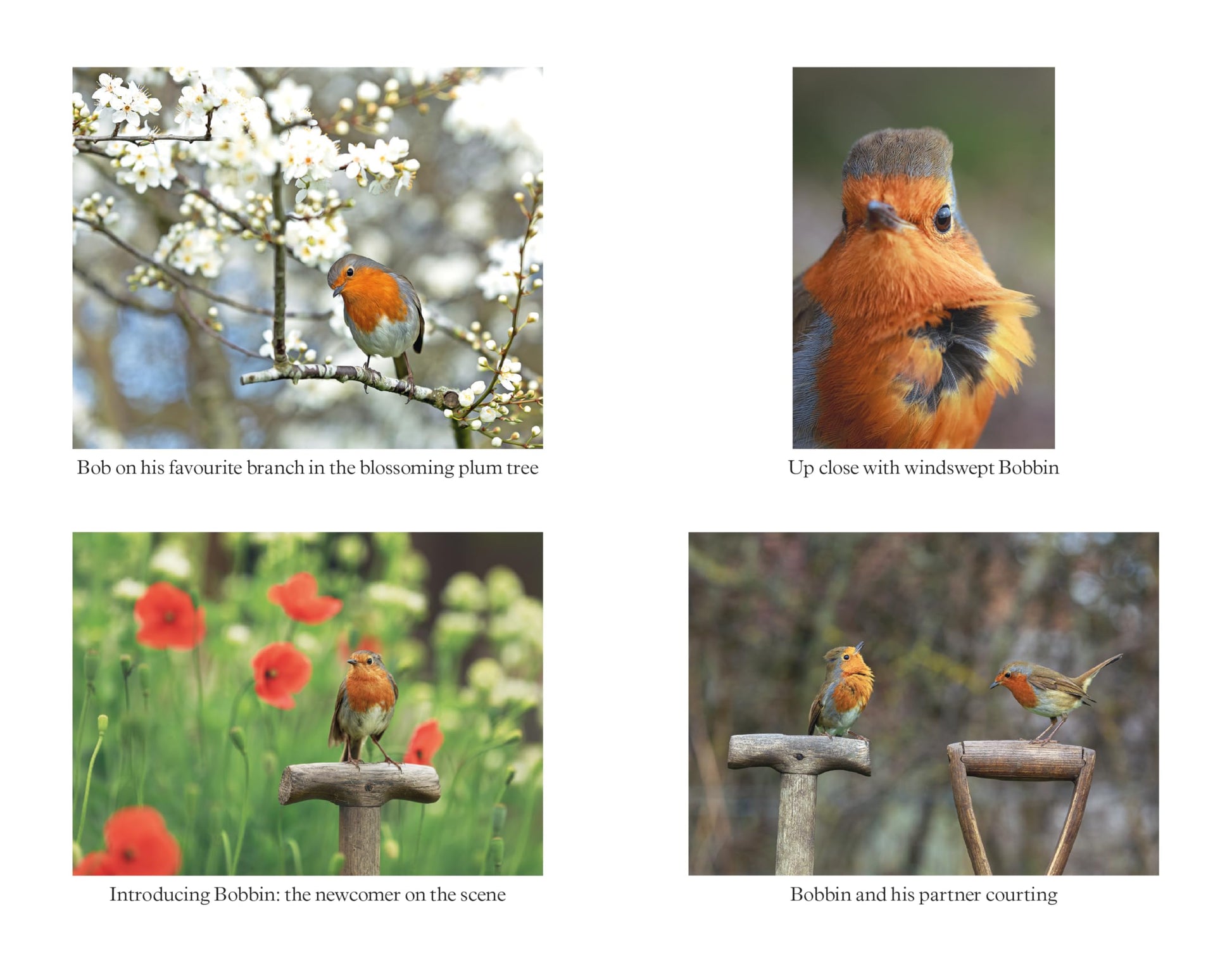 Bob the Robin: A love letter to Britains favourite bird