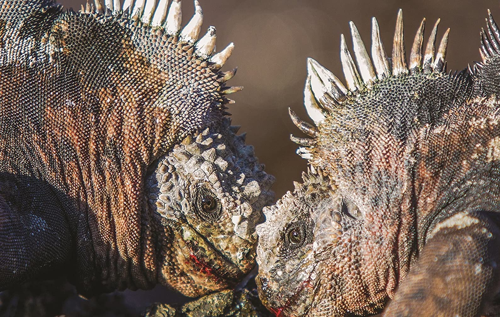 Galápagos: Life in Motion