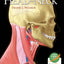 Structures of the Head and Neck