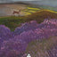 The Rooted Woman Oracle: A 53-Card Deck and Guidebook